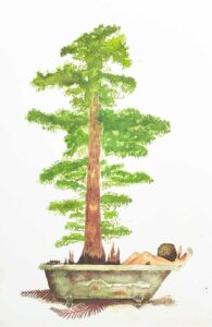 homme et arbre avec des racines adventives dans une baignoire